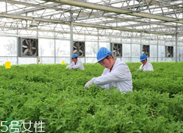 ?冰草為什么會酸？冰草為什么是酸的？