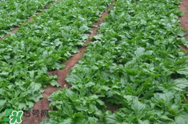 冰菜什么季節(jié)種植？冰菜怎么種植？