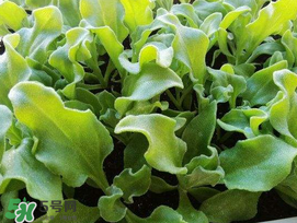 冰菜什么季節(jié)種植？冰菜怎么種植？