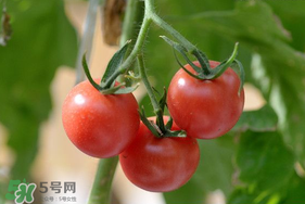 蝦爬子可以和西紅柿一起吃嗎？蝦爬和西紅柿能一起吃嗎？