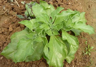 冰菜什么季節(jié)種植？冰菜怎么種植？