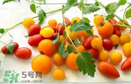 圣女果是轉基因的嗎？圣女果轉基因食品嗎