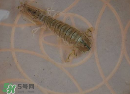 蝦爬子怎么保存？蝦爬子怎么保存才新鮮？