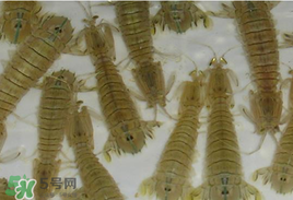 蝦爬子怎么保存？蝦爬子怎么保存才新鮮？