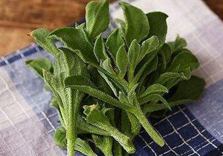 吃冰菜有什么好處？冰菜吃了有什么好處？