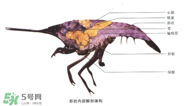 油燜大蝦怎么洗？油燜大蝦怎么清洗