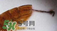 油燜大蝦怎么洗？油燜大蝦怎么清洗