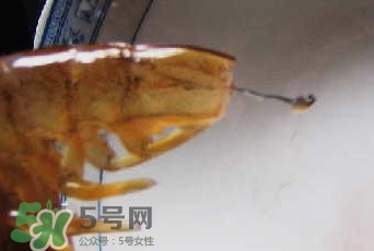 油燜大蝦怎么洗？油燜大蝦怎么清洗