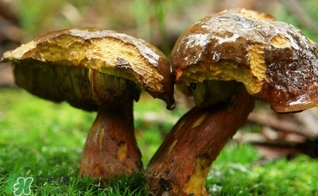 牛肝菌有毒嗎？有毒牛肝菌圖片