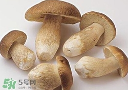 美味牛肝菌多少錢(qián)一斤？一斤牛肝菌多少錢(qián)？