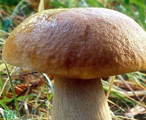 美味牛肝菌多少錢(qián)一斤？一斤牛肝菌多少錢(qián)？