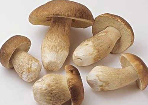 牛肝菌怎么吃？牛肝菌怎么做不會中毒