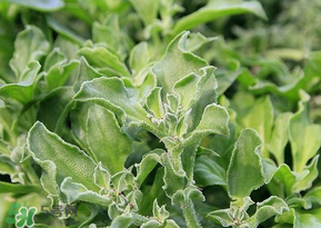 冰菜是什么菜？冰菜和冰草一樣嗎？
