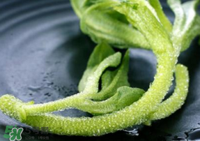 冰菜是什么菜？冰菜和冰草一樣嗎？
