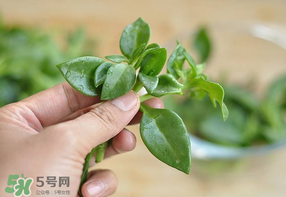 冰菜和穿心蓮是同一種菜嗎？冰菜和穿心蓮是一科嗎？