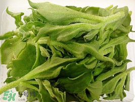 冰菜可以生吃嗎？冰菜能生吃嗎？