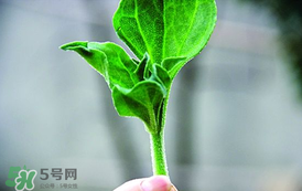 冰菜怎么吃？冰菜可以炒著吃嗎？