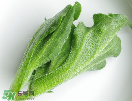 冰菜怎么吃？冰菜可以炒著吃嗎？