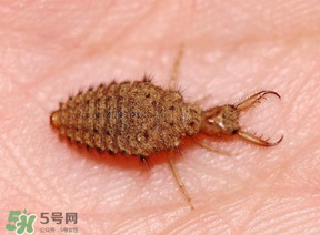 蟻獅價(jià)格多少錢一斤？蟻獅多少錢一克？