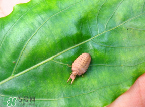 蟻獅價(jià)格多少錢一斤？蟻獅多少錢一克？