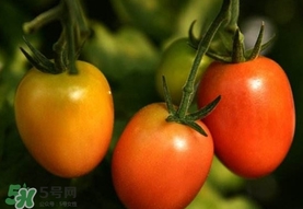 圣女果是小西紅柿嗎？圣女果和西紅柿的區(qū)別