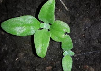 冰菜是什么菜？冰菜和冰草一樣嗎？