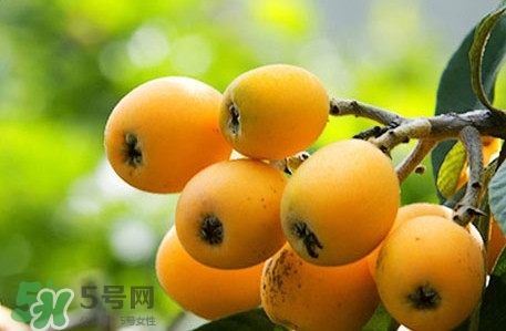 枇杷不能和什么一起吃？枇杷不能跟什么一起吃