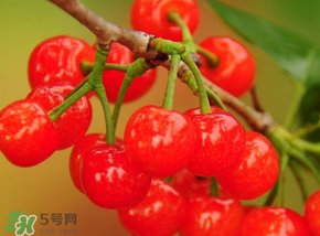 櫻桃可以帶上飛機(jī)嗎？坐飛機(jī)可以帶櫻桃嗎？