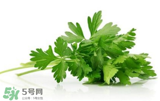 芹菜葉能吃嗎？芹菜葉可以吃嗎
