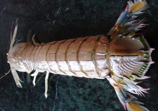 爬蝦蒸還是煮？爬蝦蒸好還是煮好？