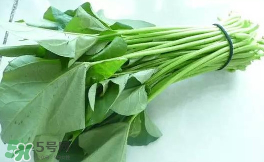 苕尖怎么摘？苕尖怎么擇