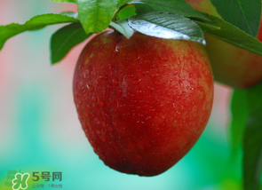 油桃多少錢一斤？油桃多少錢一斤2017？