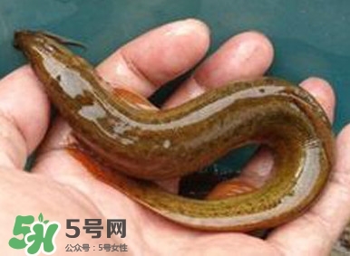 泥鰍如何養(yǎng)？野生泥鰍怎么養(yǎng)