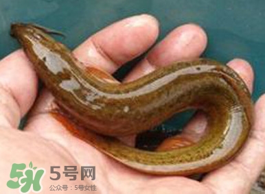 泥鰍是魚嗎？泥鰍是海鮮嗎