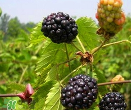 刺泡怎么保存？刺泡保存方法