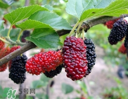 覆盆子是桑葚嗎？覆盆子和桑葚的區(qū)別