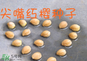 櫻桃籽怎么種小盆栽？櫻桃籽可以種植嗎？