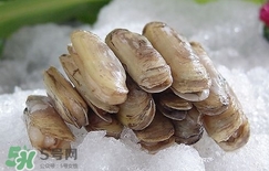 蟶子死了是什么樣子？死蟶子是什么樣子