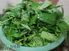 番薯葉怎么種？怎樣種番薯葉