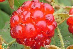 刺泡怎么保存？刺泡保存方法