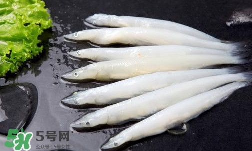 銀魚(yú)是面條魚(yú)嗎？面條魚(yú)和銀魚(yú)的區(qū)別