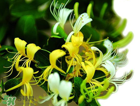 金銀花什么時(shí)候采摘最好？金銀花幾月份采摘？