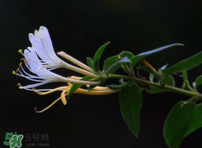 金銀花不能和什么一起吃？金銀花和什么相克？
