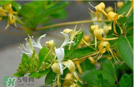 金銀花不能和什么一起吃？金銀花和什么相克？