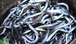 面條魚有什么營養(yǎng)？面條魚營養(yǎng)價值