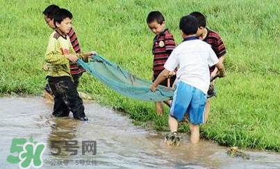 泥鰍怎么抓？泥鰍怎么捉