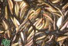 泥鰍有幾種？泥鰍品種大全