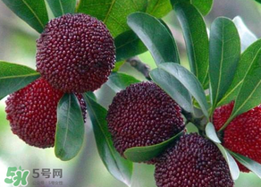 楊梅為什么有蟲子？楊梅有蟲能吃嗎？