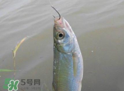 白條魚怎么釣？如何釣白條魚技巧
