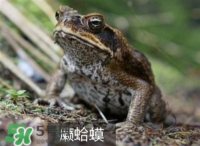 田雞是癩蛤蟆嗎？田雞和癩蛤蟆的區(qū)別